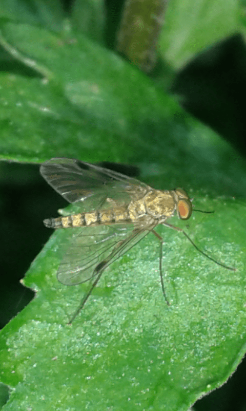 Rhagionidae : Chrysopilus sp.? 2